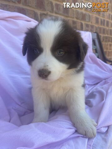 Purebred longhair Border Collie Puppies