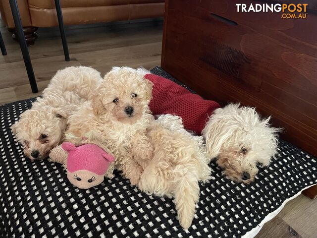 Mini Teacup toy poodle puppies
