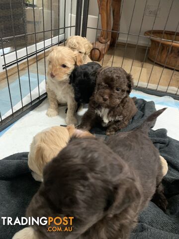 Cavoodle puppies straight hair and curly available