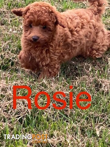 Rosie and Billy: Last Ruby  Toy Cavoodle Puppies
