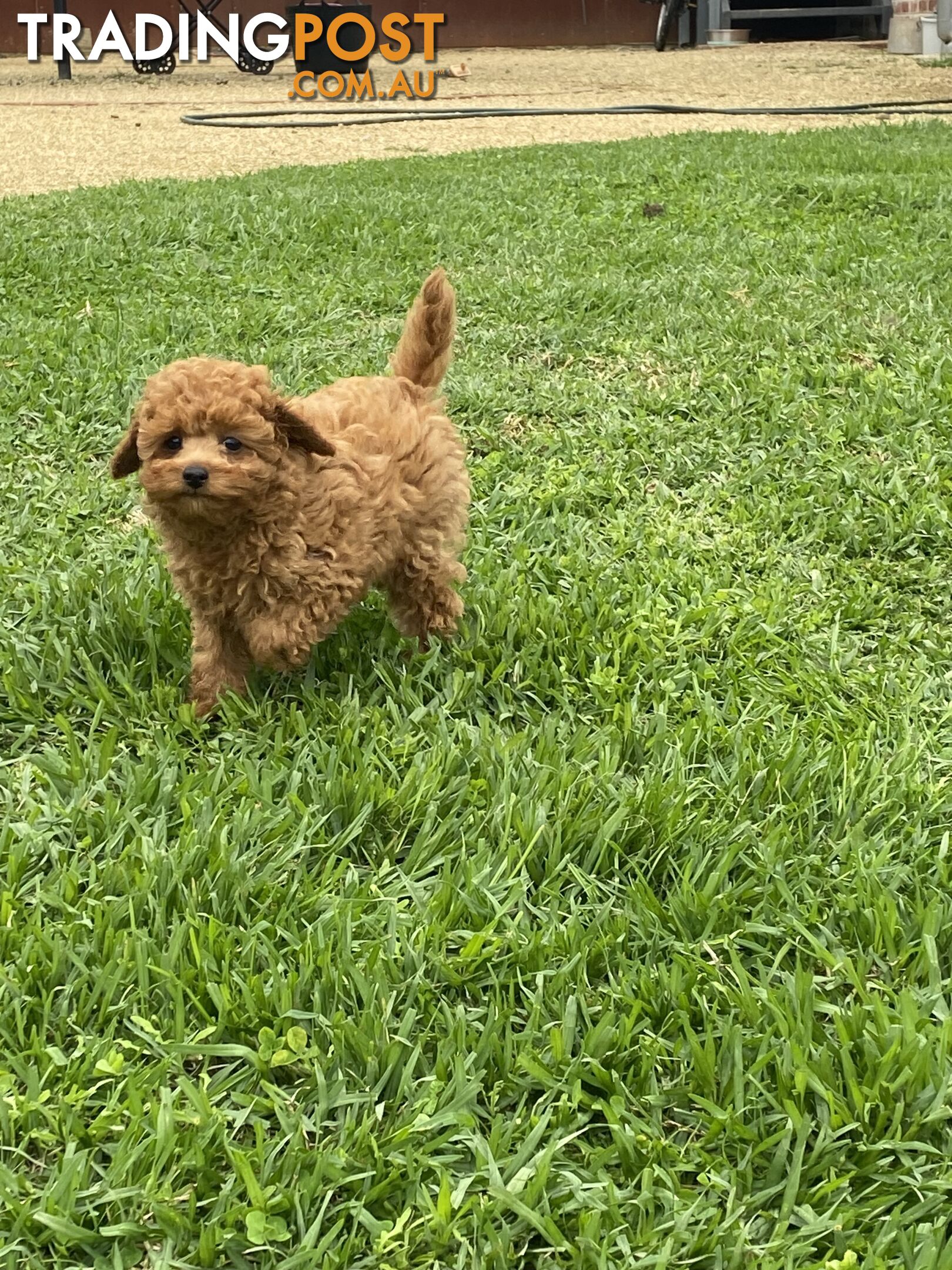 Rosie : Beautiful Ruby  Toy Cavoodle Puppy