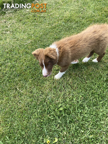 Pedigree Border Collie puppies