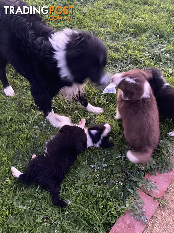 Pedigree Border Collie puppies