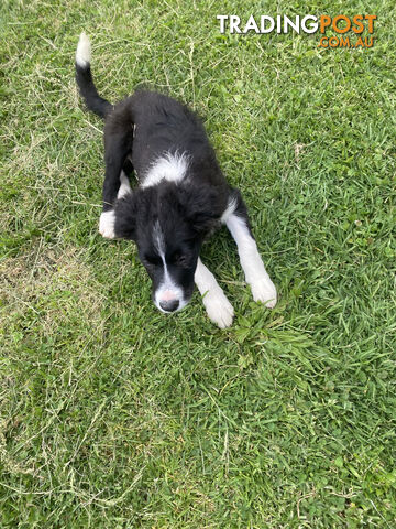 Pedigree Border Collie puppies