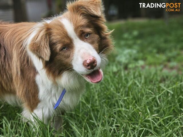 DANNY: Pedigree Border Collie puppies