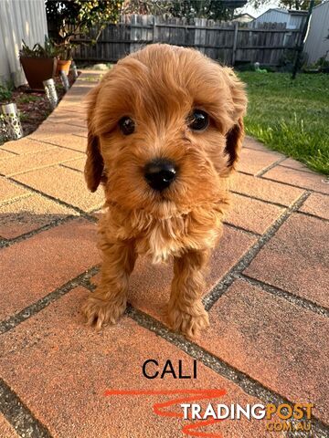 Beautiful Toy Cavoodle Puppies. Many colours