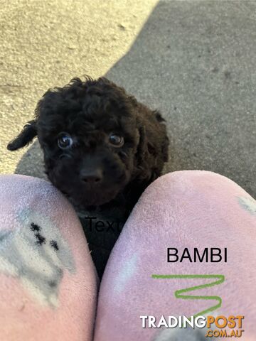 Beautiful Toy Cavoodle Puppies. Many colours