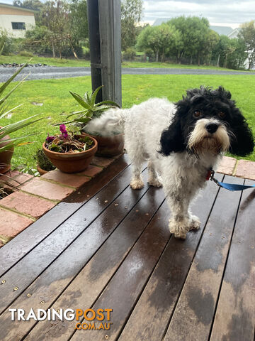 Beautiful Toy Cavoodle Puppies. Many colours