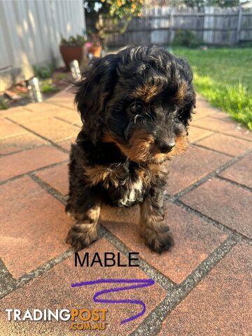 Beautiful Toy Cavoodle Puppies. Many colours