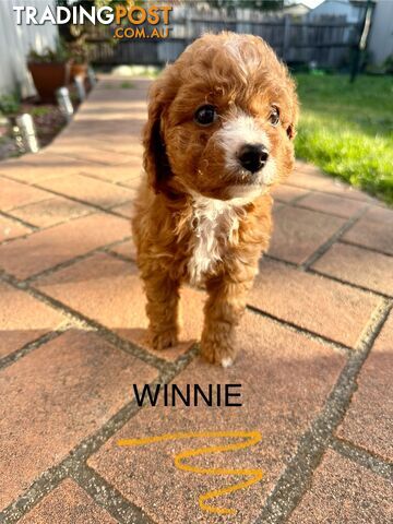 Beautiful Toy Cavoodle Puppies. Many colours