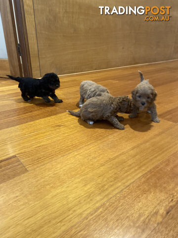 Beautiful Toy Cavoodle Puppies. Many colours