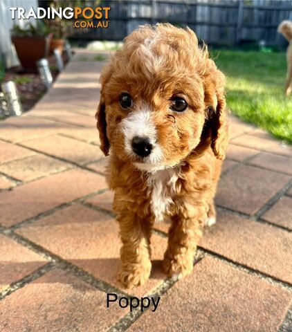 Beautiful Toy Cavoodle Puppies  - expressions of interest