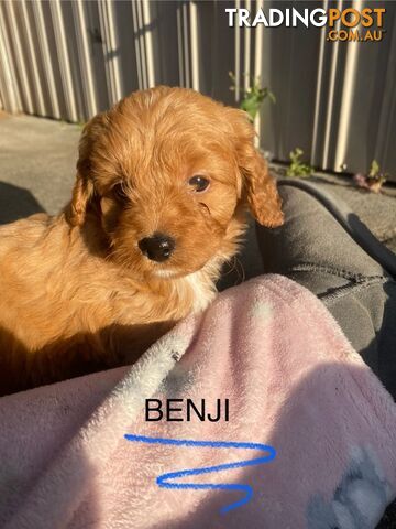 Beautiful Toy Cavoodle Puppies. Many colours