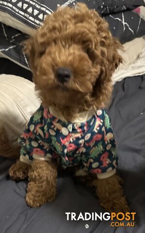 Toy poodle trading top post