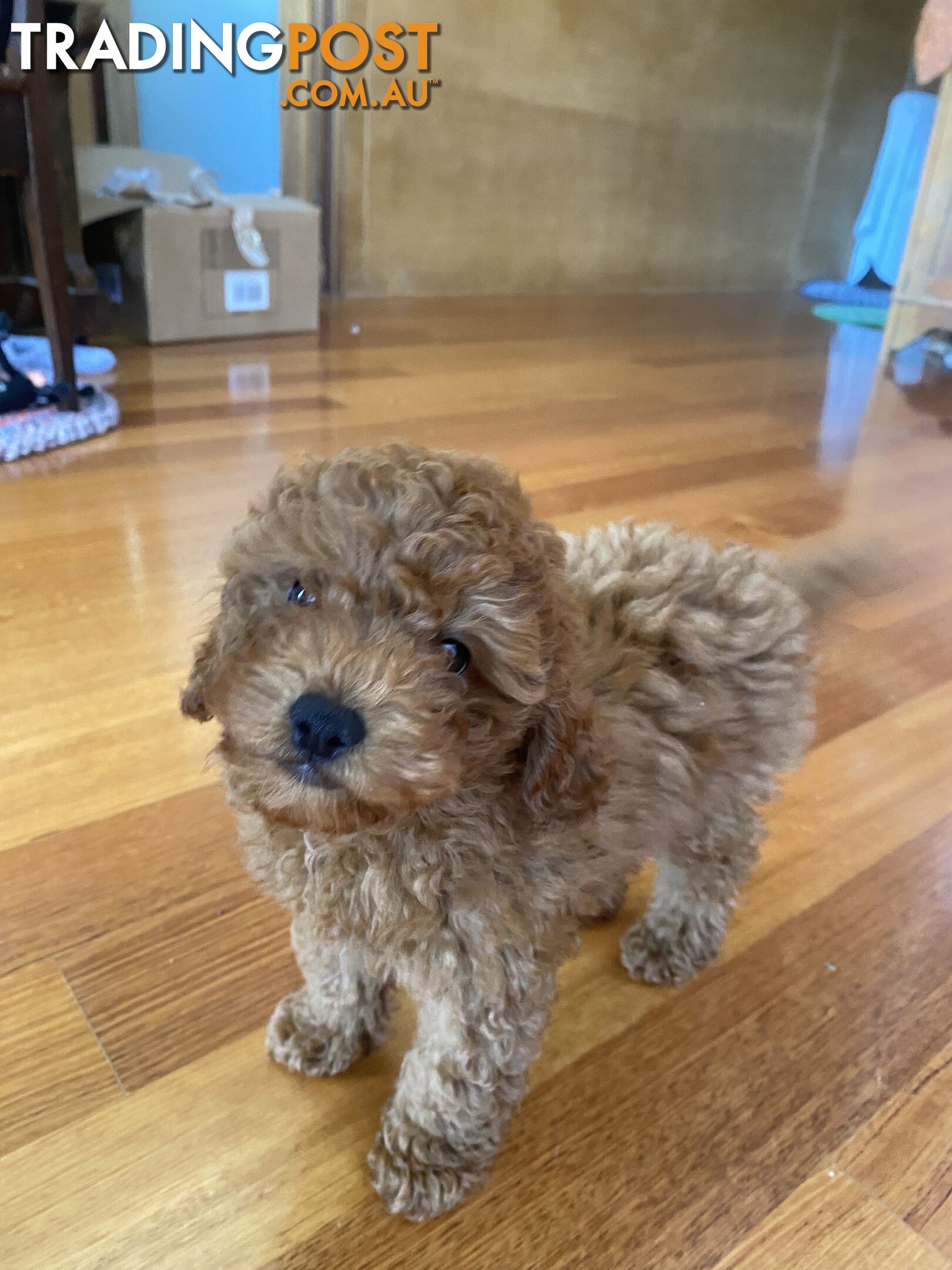 Max: Beautiful Ruby Toy Cavoodle Puppy- only 1 left