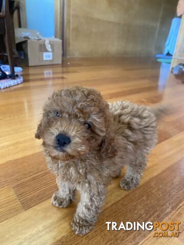 Max: Beautiful Ruby Toy Cavoodle Puppy- only 1 left