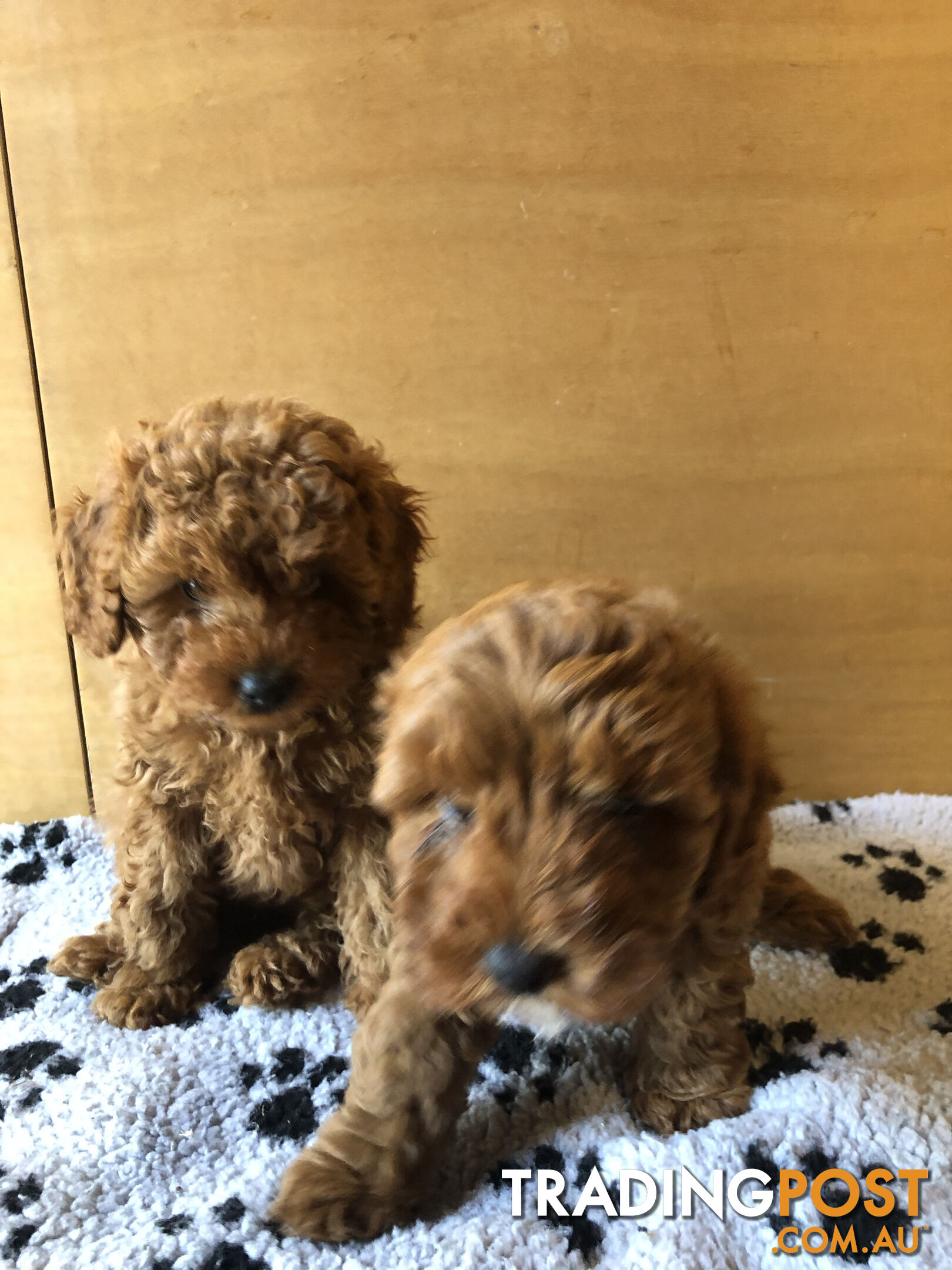 Max: Beautiful Ruby Toy Cavoodle Puppy- only 1 left