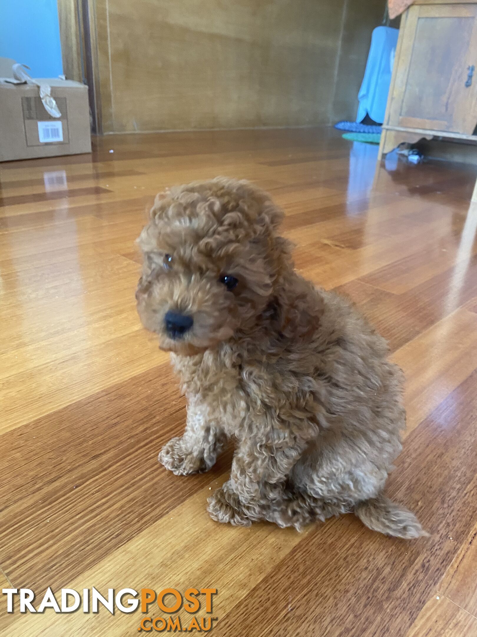 Max: Beautiful Ruby Toy Cavoodle Puppy- only 1 left