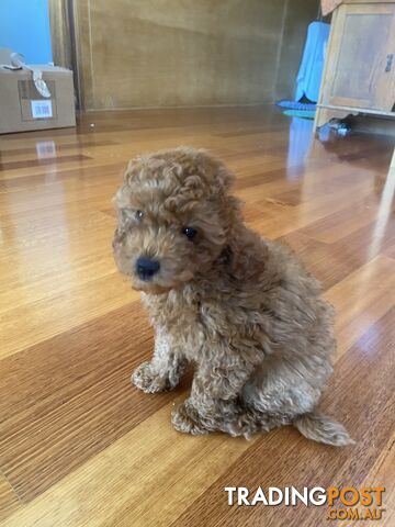 Max: Beautiful Ruby Toy Cavoodle Puppy- only 1 left