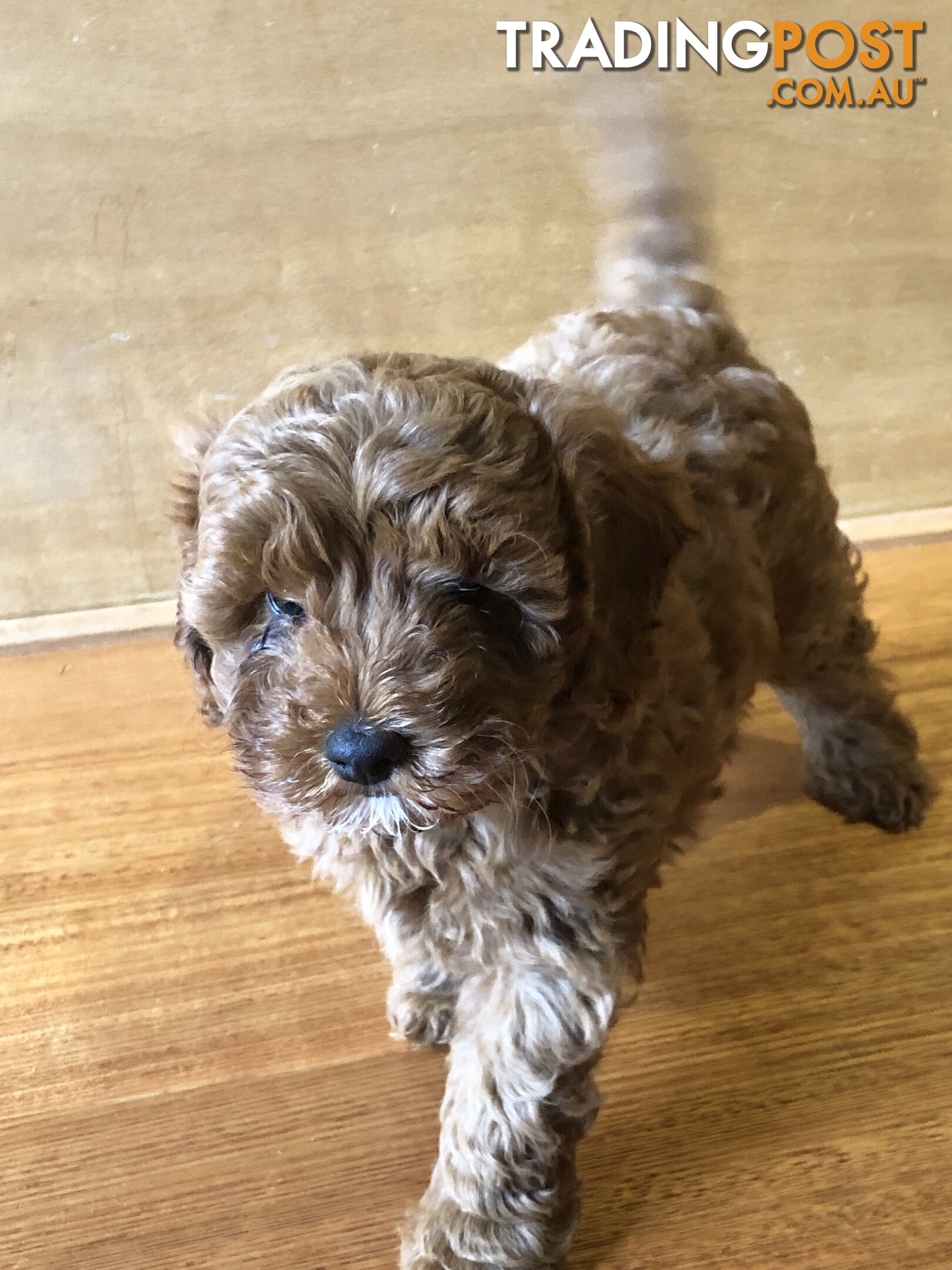 Max: Beautiful Ruby Toy Cavoodle Puppy- only 1 left