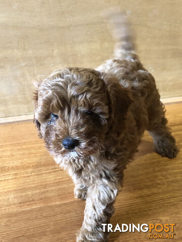 Beautiful Ruby Toy Cavoodle Puppies