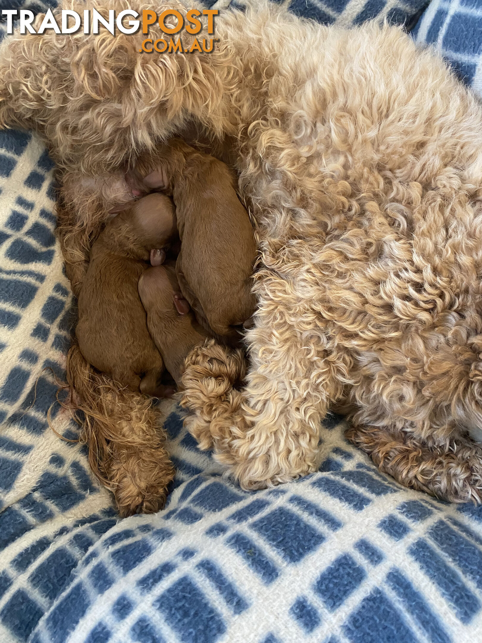 Max: Beautiful Ruby Toy Cavoodle Puppy- only 1 left