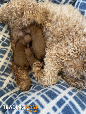 Max: Beautiful Ruby Toy Cavoodle Puppy- only 1 left