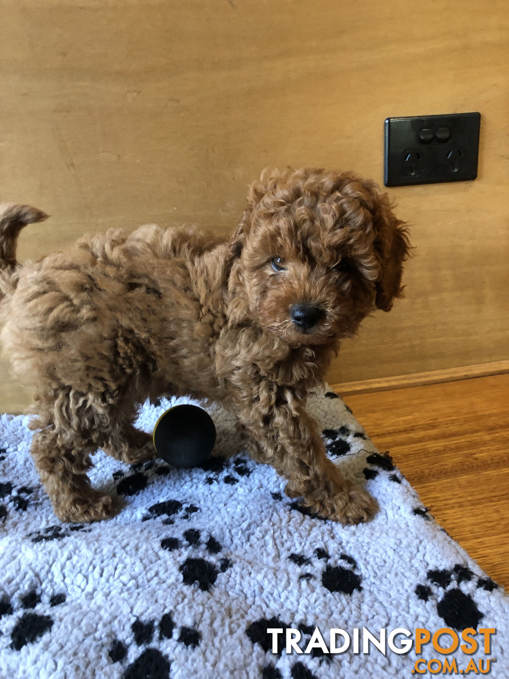 Max: Beautiful Ruby Toy Cavoodle Puppy- only 1 left