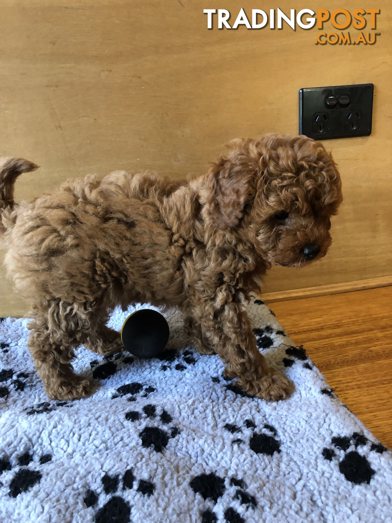 Max: Beautiful Ruby Toy Cavoodle Puppy- only 1 left