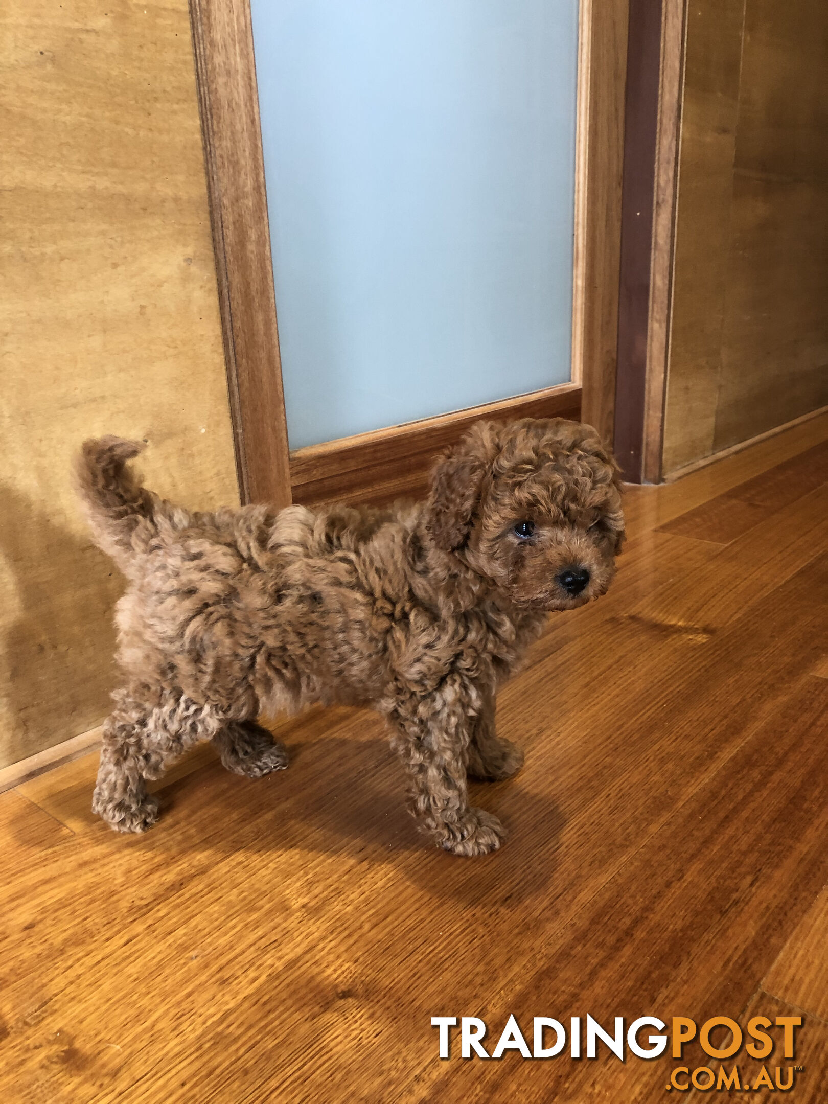 Max: Beautiful Ruby Toy Cavoodle Puppy- only 1 left