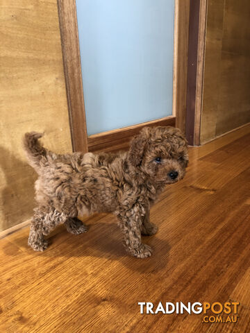 Beautiful Ruby Toy Cavoodle Puppies