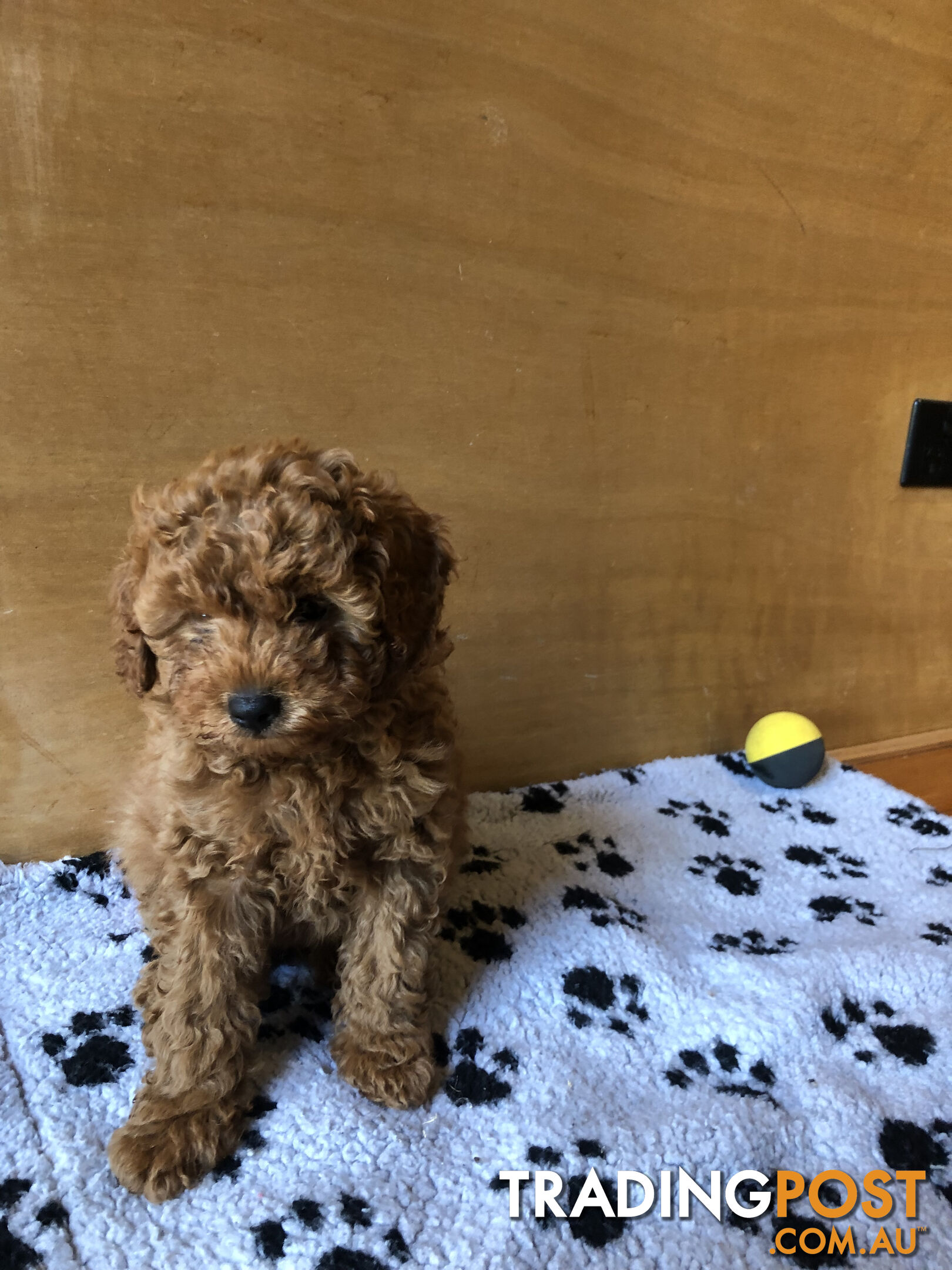 Max: Beautiful Ruby Toy Cavoodle Puppy- only 1 left