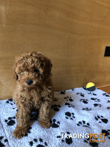 Beautiful Ruby Toy Cavoodle Puppies