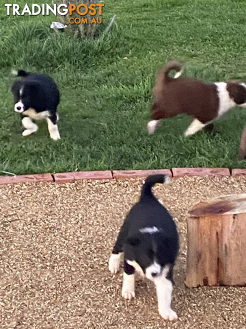 Pedigree Border Collie puppies