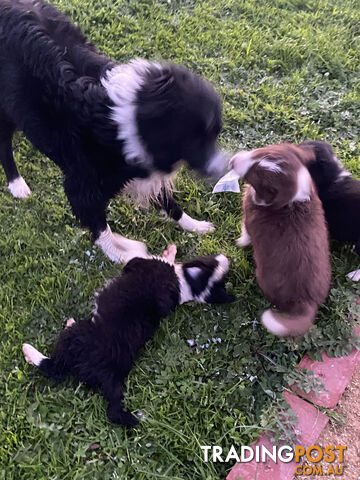 PEDIGREE  Border Collie puppies