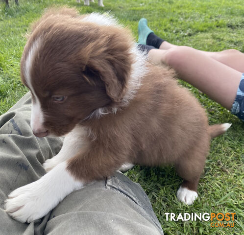 Pedigree Border Collie puppies