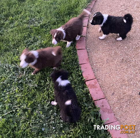 Pedigree Border Collie puppies