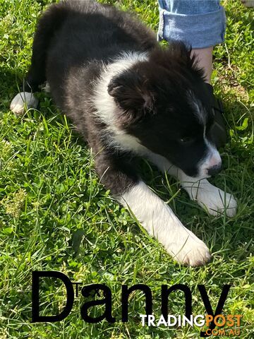 PEDIGREE  Border Collie puppies