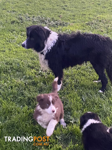 PEDIGREE  Border Collie puppies