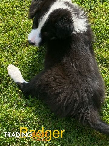 PEDIGREE  Border Collie puppies