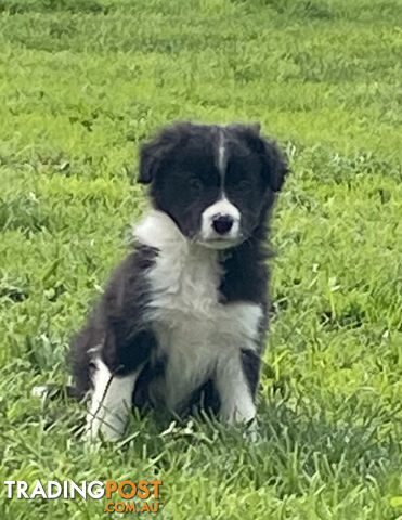 Pedigree Border Collie puppies