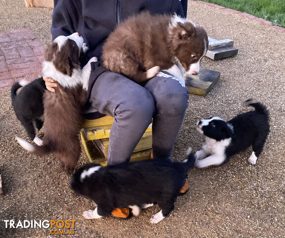 PEDIGREE  Border Collie puppies