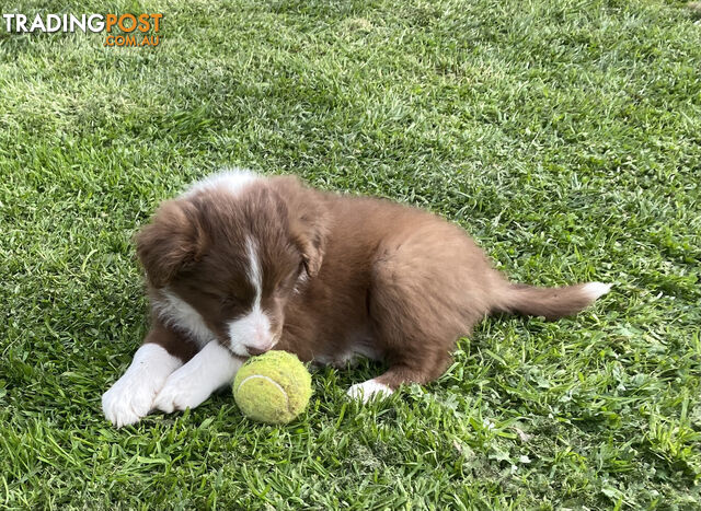 Pedigree Border Collie puppies