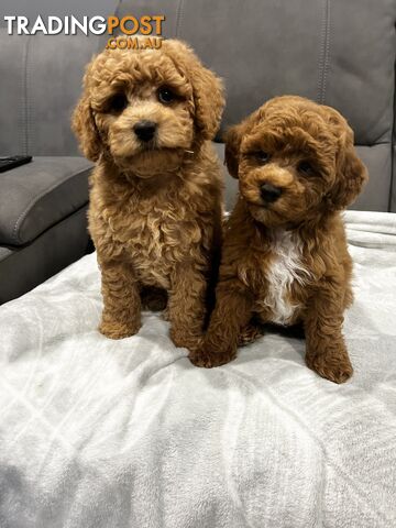 READY TO GO - gorgeous F1B Toy Cavoodles