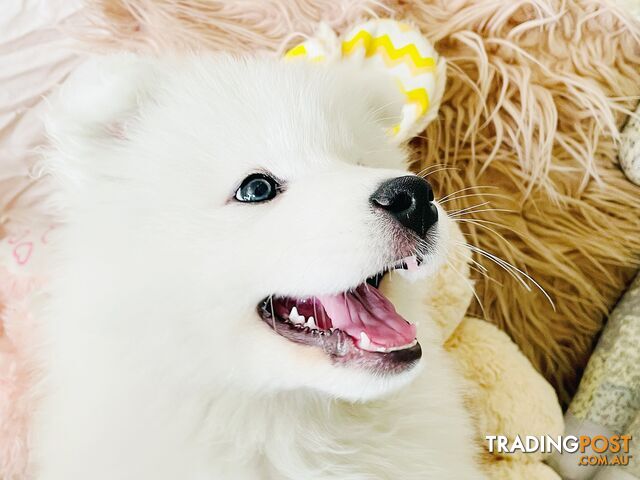 Samoyed sales trading post