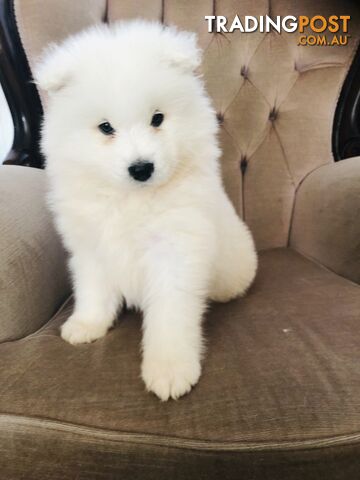 Samoyed sales trading post