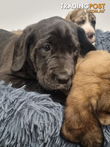 Pure-Bred Great dane puppys
