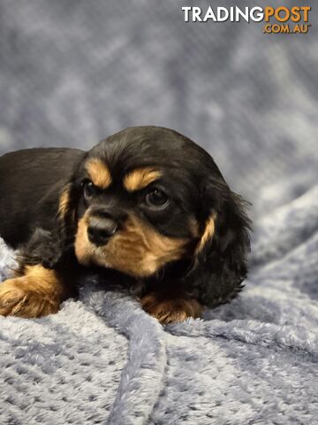 Pure-Bred Cavalier King Charls Spaniels