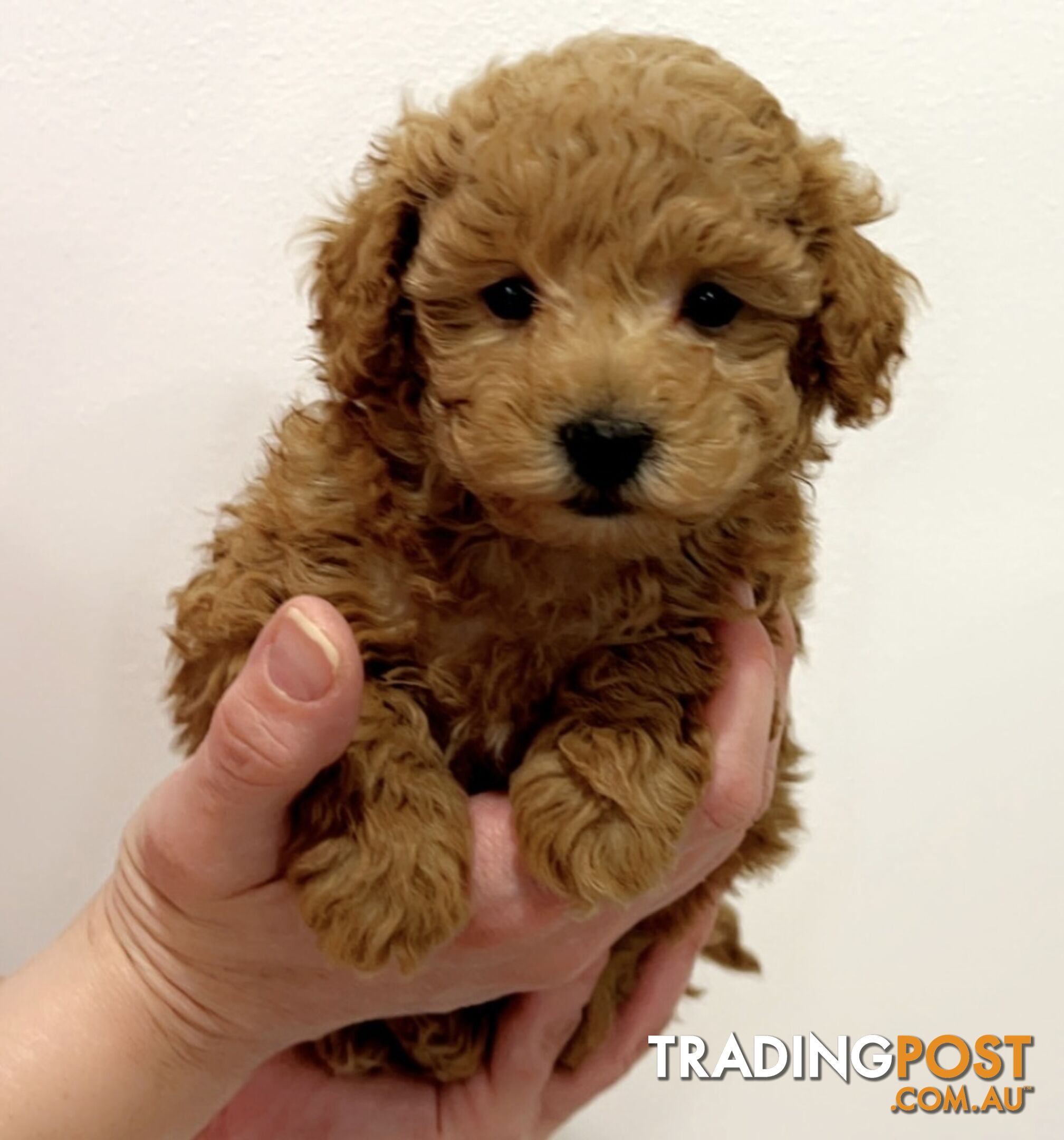 READY FOR HIS NEW HOME THIS WEEKEND STUNNING RED TOY POODLE