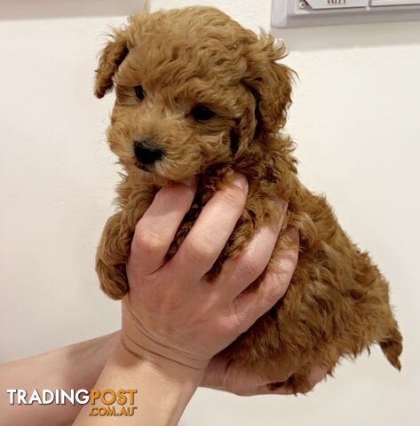 READY FOR HIS NEW HOME THIS WEEKEND STUNNING RED TOY POODLE